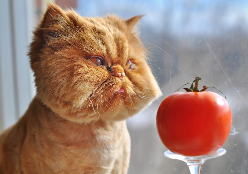 кот и помидор